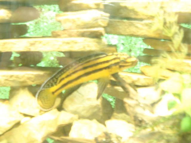 Julidochromis regani var.Kipilli