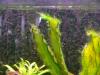 Echinodorus Ozelot cu alge fuzz